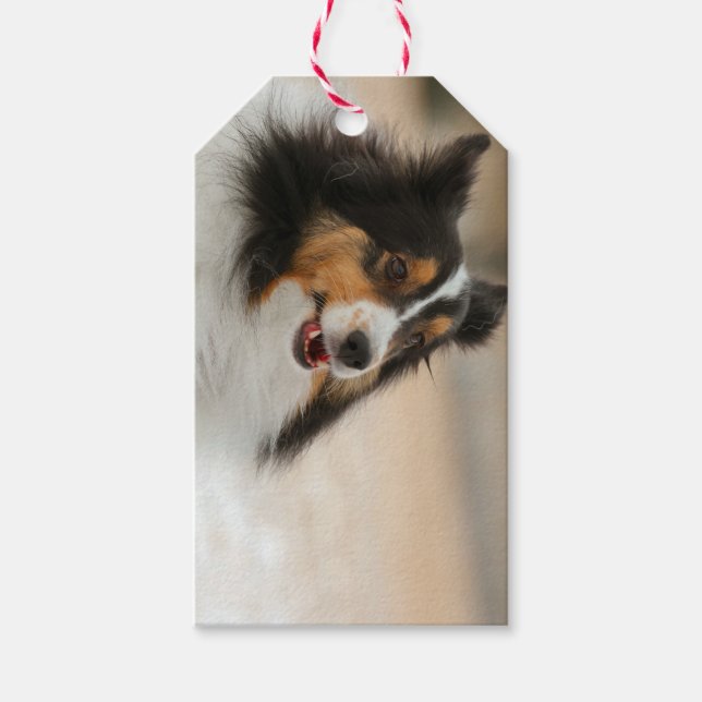 Etiqueta Para Presente Feliz Shelty (Frente)