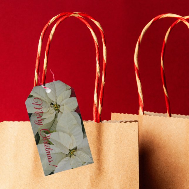 Etiqueta Para Presente Feriado bonito de Poinsettias Brancas (In Situ)