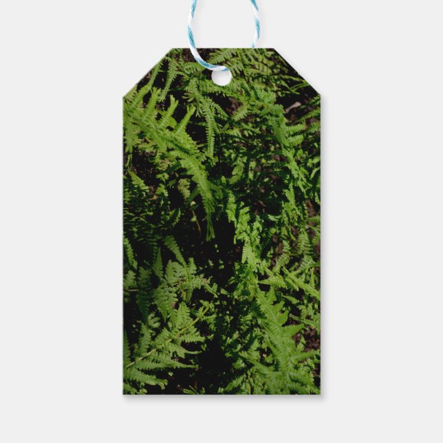 Etiqueta Para Presente Ferns do Chão da Floresta (Frente)