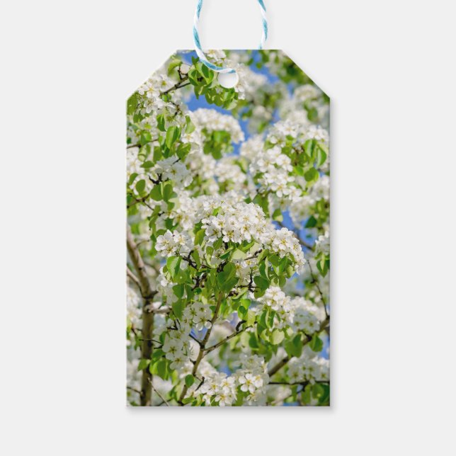 Etiqueta Para Presente Flor de maçã-caranguejo (Frente)
