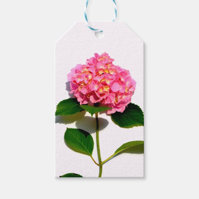 Etiqueta Para Presente Flor rosa-rosa-rosa-hidrangea-rosa (Frente)