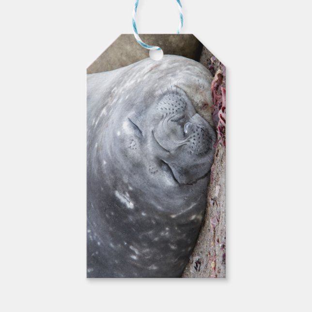 Etiqueta Para Presente Foca-elefante que dorme (Frente)
