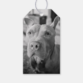 Etiqueta Para Presente Fotografia de Amor Pit Bull
