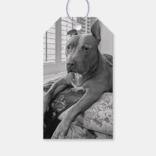 Etiqueta Para Presente Fotografia de Amor Pit Bull 