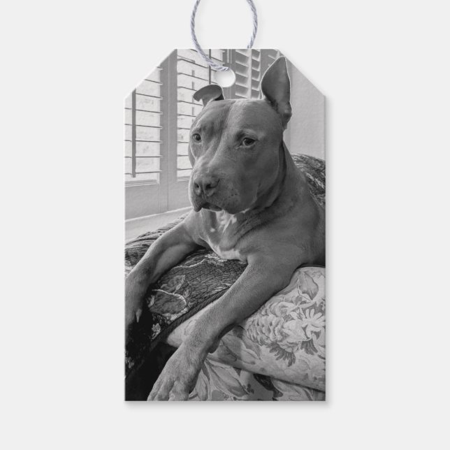 Etiqueta Para Presente Fotografia de Amor Pit Bull  (Frente)