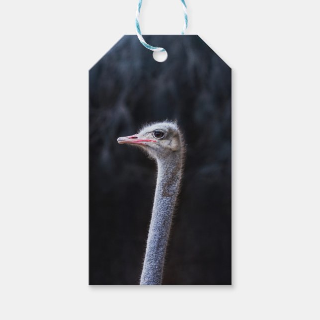 Etiqueta Para Presente Fotografia de Avestruz (Frente)