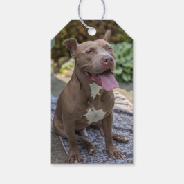 Etiqueta Para Presente Fotografia de Pit Bull Feliz