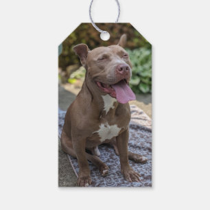 Etiqueta Para Presente Fotografia de Pit Bull Feliz 