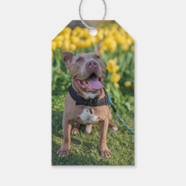 Etiqueta Para Presente Fotografia de Pit Bull Feliz