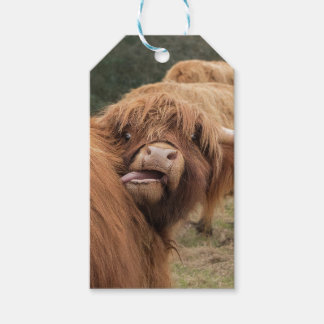 Etiqueta Para Presente Fotografia de vaca das Terras Altas da Escócia