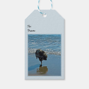 Etiqueta Para Presente Fotografia do Balé Keeshond - Arte de Cachorro Or