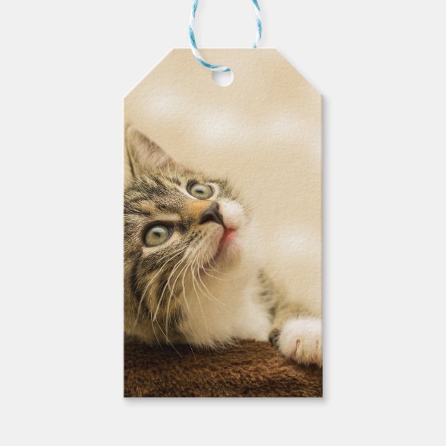 Etiqueta Para Presente Gatinho Fofo com uma Pata Estimulada (Frente)