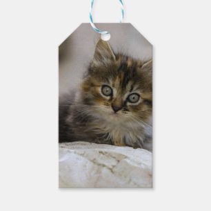 Etiqueta Para Presente Gato, Gato Doméstico, Animal