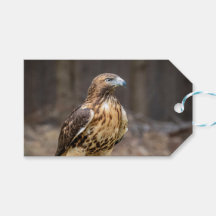 Gavião-de-cauda-vermelha no Vale do Hudson