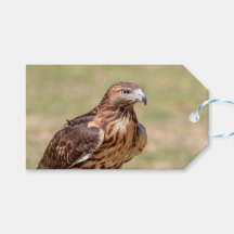 Gavião-de-cauda-vermelha no Vale do Hudson