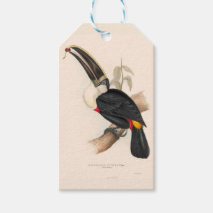 Etiqueta Para Presente Impressão do Tucano-de-bico-preto de Cuvier: Ave T