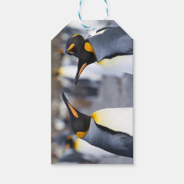 Etiqueta Para Presente King Penguins (Frente)