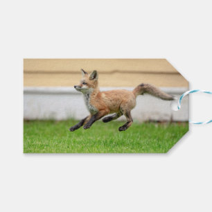 Etiqueta Para Presente Kit de Raposa Vermelha no Vale do Hudson