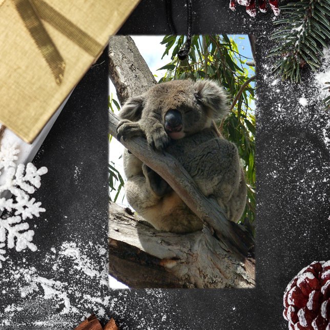 Etiqueta Para Presente Koala - Dormindo (Criador carregado)
