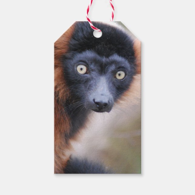 Etiqueta Para Presente Lemur Vermelho Rufado (Frente)