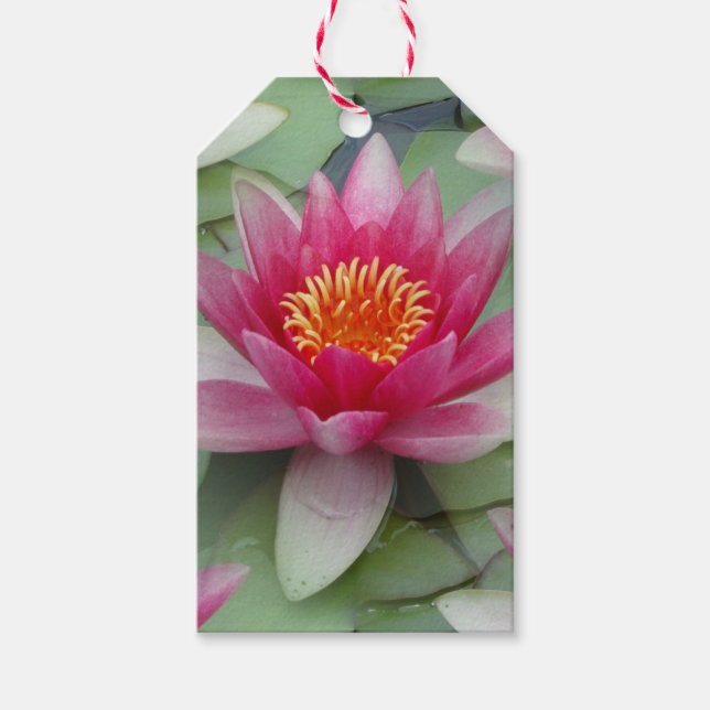 Etiqueta Para Presente Lily de Água do Lotus Rosa (Frente)