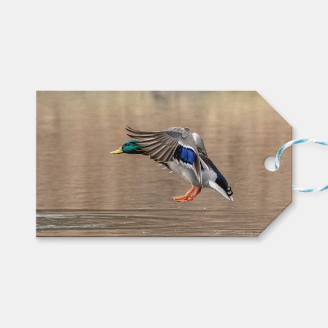Etiqueta Para Presente Mallard Duck em voo (Frente (horizontal))