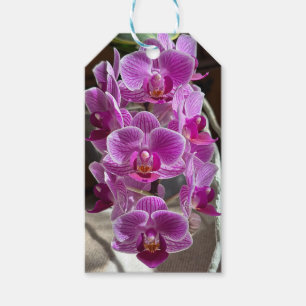 Etiqueta Para Presente Mini Phalaenopsis Sogo Vivien Purple Orchid Flower