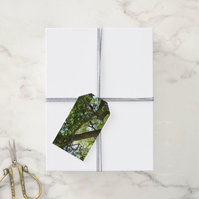 Etiqueta Para Presente Natureza Verde da Árvore Sycamore (Com cordão)