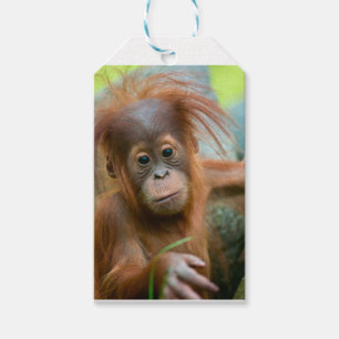Etiqueta Para Presente O bebê bonito Orangutan está hetero à frente