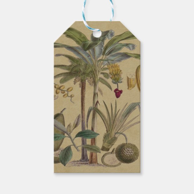 Etiqueta Para Presente Palm Antique Fruta Tropical Arte Botânica (Frente)