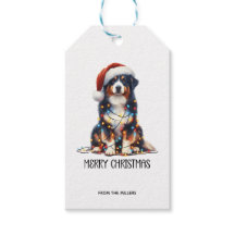 Pastor australiano molhado à luz de Natal