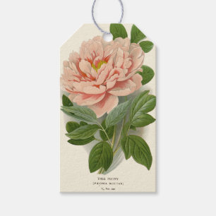 Etiqueta Para Presente Peônia Arbórea – Elegante Design Botânico Vintage