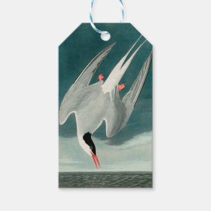 Etiqueta Para Presente Pintura de aves selvagens do Ártico Tern Audubon