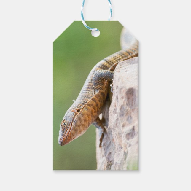 Etiqueta Para Presente Plated Lizard (Frente)