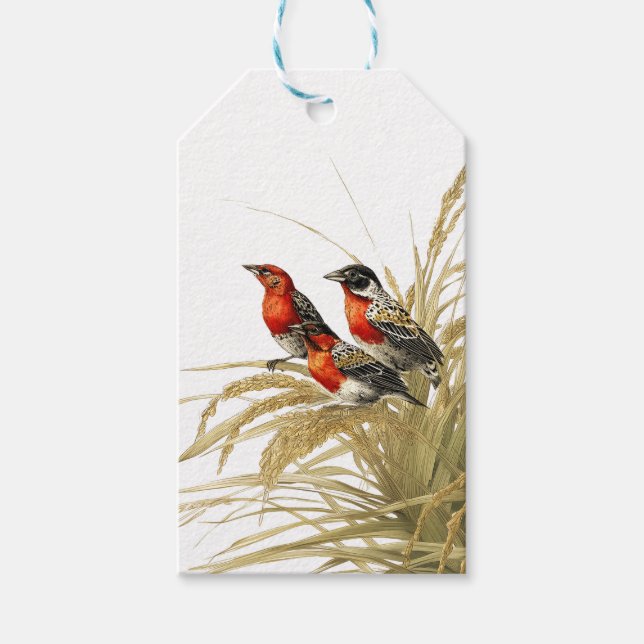 Etiqueta Para Presente Red Meadowlark (Frente)