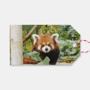 Etiqueta Para Presente Red Panda