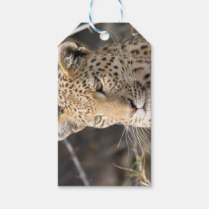 Etiqueta Para Presente Retrato leopardo