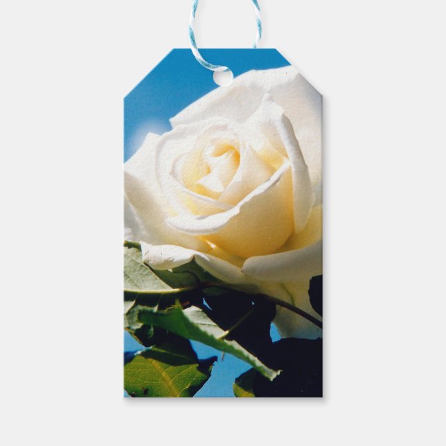 Etiqueta Para Presente Rosa branca sob o céu azul (Frente)