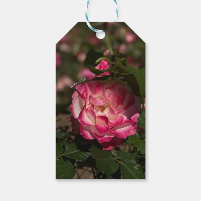 Etiqueta Para Presente Rosa Rosa Branca e Rosa (Frente)