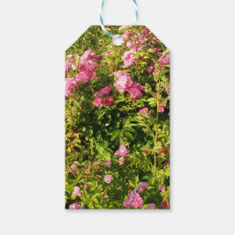 Etiqueta Para Presente Rosas rosa na floração