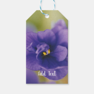 Etiqueta Para Presente Saintpaulia Violeta Africana Azul