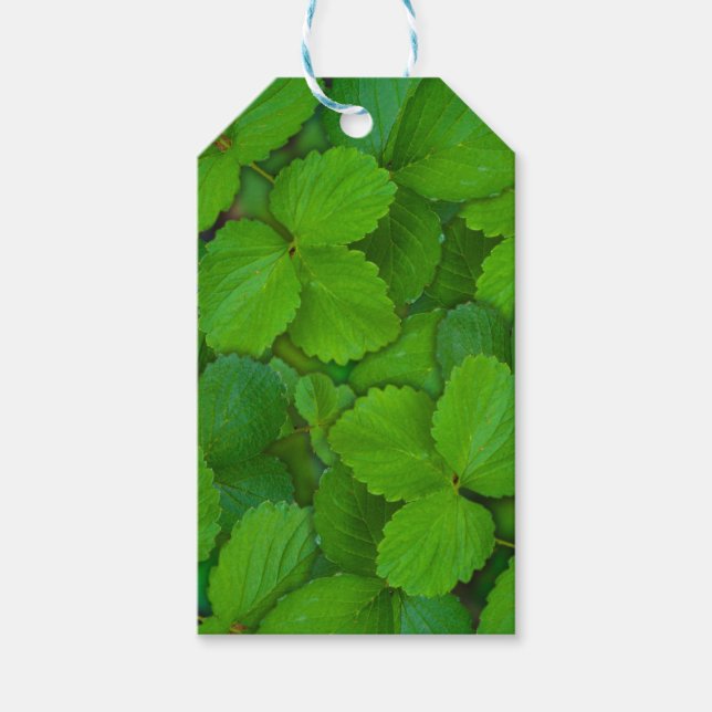 Etiqueta Para Presente Santo Basil Tulsi Green Mint Folhas (Frente)