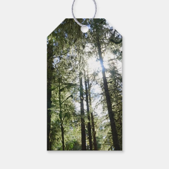 Etiqueta Para Presente Sunlight Through Pine Trees (Frente)