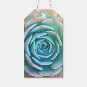 Etiqueta Para Presente Tag do presente do Succulent de Echeveria