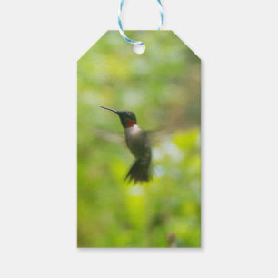 Etiqueta Para Presente Tag masculino do presente do colibri da garganta