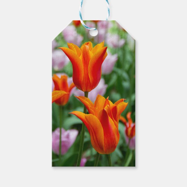 Etiqueta Para Presente Tulipas laranja-claras no parque (Frente)