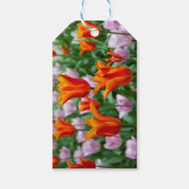 Etiqueta Para Presente Tulipas laranja-claras no parque (Frente)