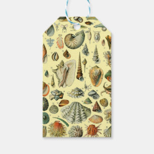 Etiqueta Para Presente Vintage Mollusk Shell Seashell Art