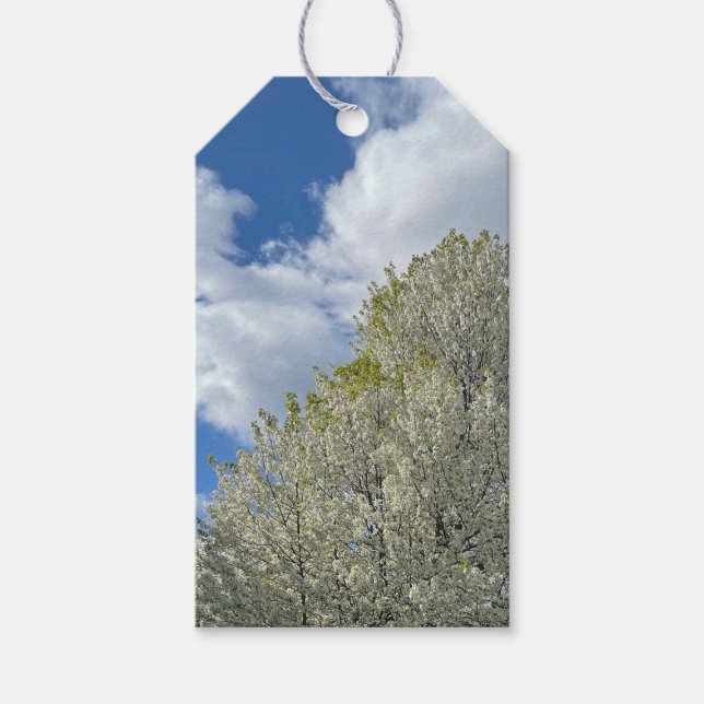 Etiqueta Para Presente White Tree Blue Sky Clouds Photo (Frente)