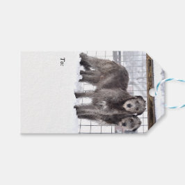 Etiqueta Para Presente Wolfhounds irlandês na neve